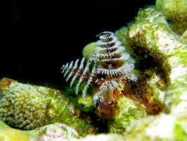 081 Christmas Tree Worm IMG 5899